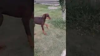 MY Pets 