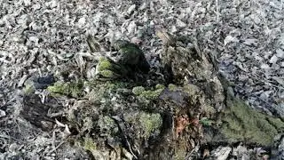 Горки Ленинские(1)