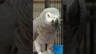 Gosha the Parrot 