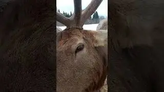 олене ферма#олени#shortsvideo