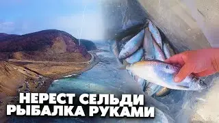 Нерест сельди, рыбалка руками / Видео с дрона, Сахалин