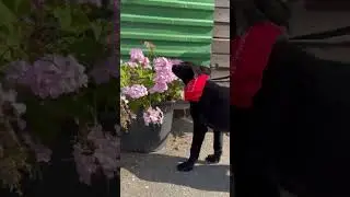 Сладкий Маффин выбирает цветочки 🌸 #shortvideo #собака #youtubeshorts #shorts