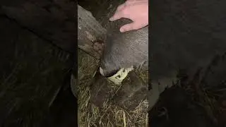 Ручные крысы 🐀