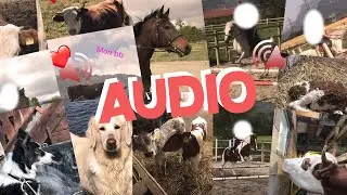 (Texte de southpaw) Audio animaux, il on tout à nous apprendre ❤️