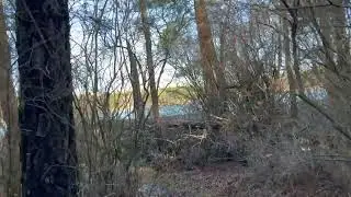 Bog