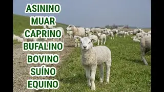 TIPOS DE REBANHO | COM EXERCÍCIOS! | ENSINO FUNDAMENTAL