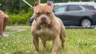 CinemaBullyz back in action!!! Update!!! What I’ve been seeing in the community