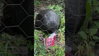Peru 🦃
