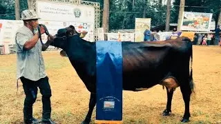 Competencia De Vacas Lecheras 🏆 Feria Ganadera El Cupey 2023