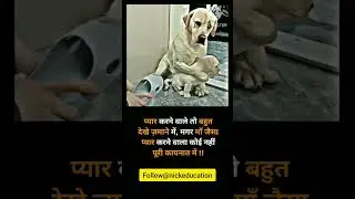 Mother Love♥️ #motherslove #doglover #shortsvideo #shorts