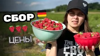 СБОР КЛУБНИКИ 🍓 В ГЕРМАНИИ В 2025 ГОДУ / ЖИЗНЬ В ДЕРЕВНЕ