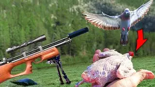 Air Rifle Pigeon Hunt Catch, Clean, and Cook