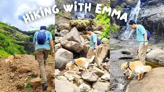 Hiking with my dog🐶: Emma's first waterfall adventure 🐾  @EmmatheGR#doglover #goldenretiever #pets