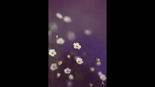 おしろい花 - cover bob