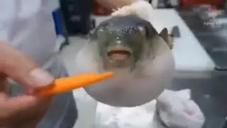 Fish eating carrot