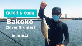 Fishing in Dubai: Catch & Cook Bakoko |Silver Grunter|