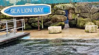 Sea Lion Bay at chessington @funadventureukq3092 #sealionshow #sealions  #chessington #subscribe