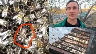 Бджоли сильно гудять восени! Що це? Є час виправити!