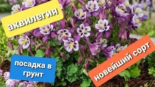 Earlybird - новейший сорт низкорослой аквилегии американской селекции/Посадка водосбора в грунт