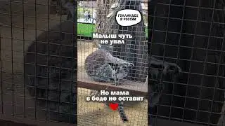 Мама в беде не оставит