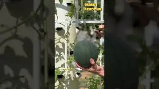 Begini Menanam Semangka Aeroponik