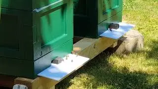 Пчеловодство в Германии.  Молодая матка возвращается с облета в нуклеус. 06.2021.
