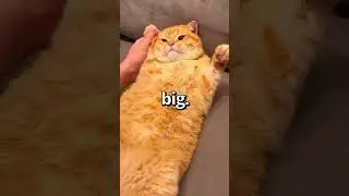 How BIG is this CAT 😱 | Wholesome Animals