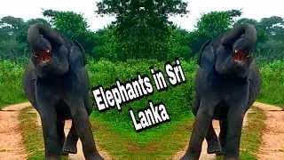 Amazing moments of Elephants in Sri Lanka