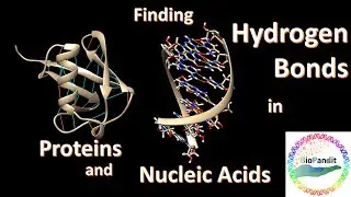 Finding Hydrogen Bonds in Protein and Nucleic Acid structures