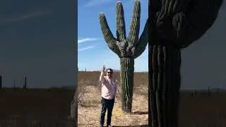 Sonora naturaleza y el desierto Saguaro