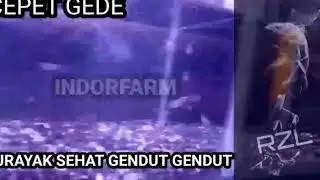 BURAYAK IKAN GUPPY CEPAT BESAR