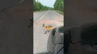 #дикаялиса попалась нам по пути. Хромая, поэтому исхудала. Жаль, не было еды с собой(