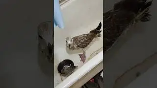 Слеток Чайки в беде😒😒😒