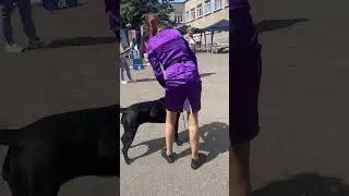 Еще одна, и перерыв на 5 месяцев #canecorsoitaliano #канекорсо #троя #canecorso #dog #puppy #cane