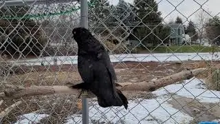 Older hen 1342