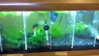 Betta-Condo-1.wmv