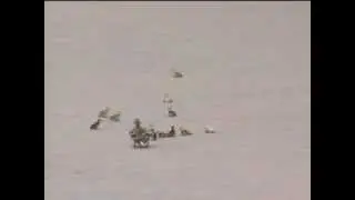 Утку сдуло ветром