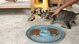 MEMBERI MAKAN KUCING LIAR