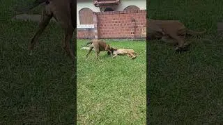 Meus Dogs não param.