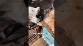 Cow Licks This Shop Every Day 🇮🇳