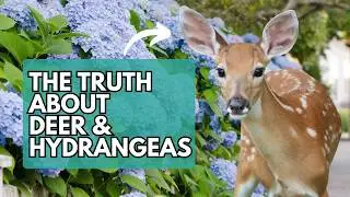 How to Keep Deer Away from Hydrangeas | Hydrangea | Deer | Hydrangea Care