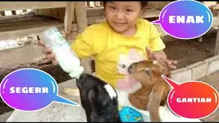 WAKTUNYA NGASIH SUSU ANAK KAMBING SI GENDUT YANG LUCU