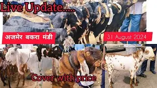 31August 2024 Ajmer Bakra Mandi Latest update|| COVER WITH PRICE🤑 || HEALTHY WEATHER HEALTHY MANDI