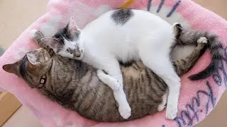 Adorable Kitten Can Not Sleep Without Holding Together