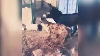 Burro vs hiena batalla a muerte.