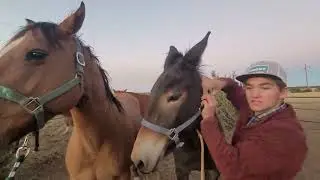 Catching & Preparing Our Horses for a Productive Day! 🌄🐴