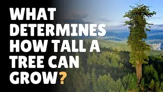 How Trees Grow so Tall?