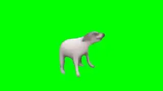 Dog Green Screen Video No Copyright Free video
