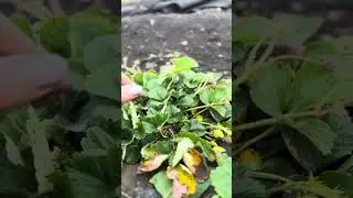 Ревизия кустиков клубники в конце ноября с рекомендациями.