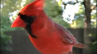 House Sparrow crew and a Northern Cardinal.